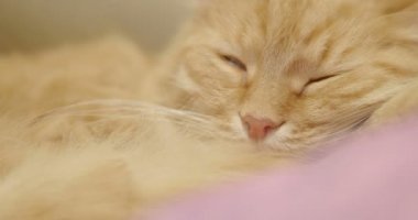 Şirin zencefil kedi menekşe battaniye var yalan. Kabarık pet uyku görüntüleri kapatın. Rahat ev.