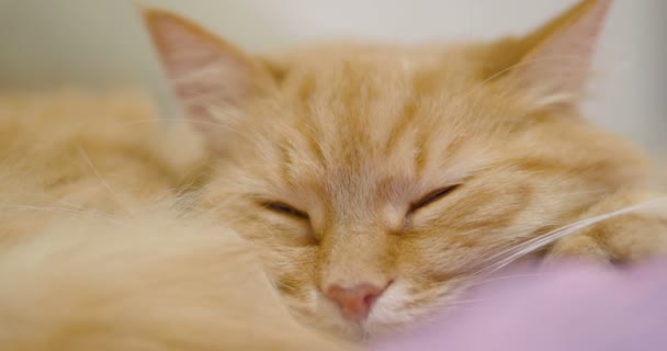 Lindo gato jengibre acostado en una manta violeta. Primer plano de imágenes de dormir mascota esponjosa. Acogedora casa . — Vídeos de Stock