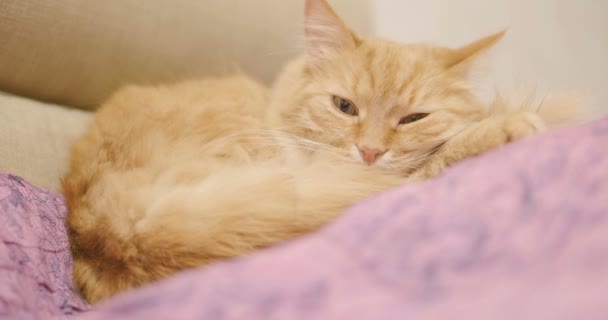 Gato de gengibre bonito deitado em cobertor violeta. Feche a filmagem do animal de estimação fofo adormecido. Casa aconchegante . — Vídeo de Stock