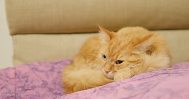 Schattig gember kat liggend op violet deken. Close-up beelden van pluizig huisdier slapen. Gezellig thuis. — Stockvideo