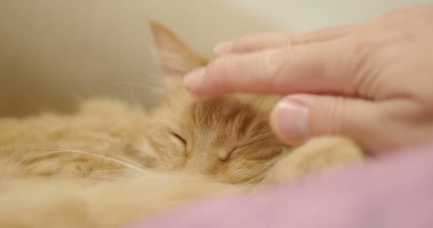 可爱的姜猫躺在紫罗兰色的毯子上。关闭睡眠毛绒绒的宠物的镜头。舒适的家. — 图库视频影像