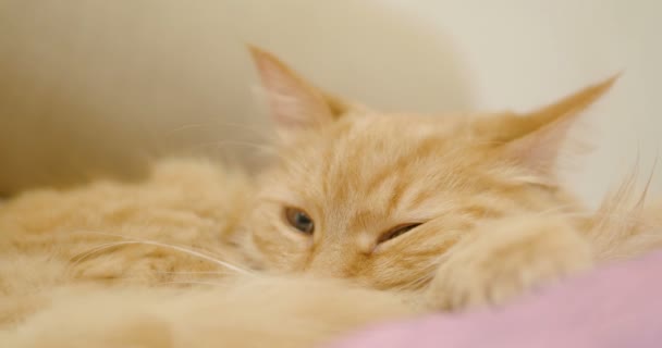 Lindo gato jengibre acostado en una manta violeta. Primer plano de imágenes de dormir mascota esponjosa. Acogedora casa . — Vídeos de Stock