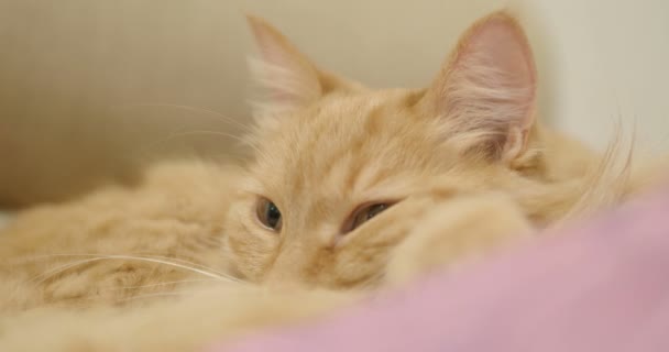 Aranyos gyömbér macska feküdt lila takaró. Közelről felvétel, bolyhos kisállat alszik. Hangulatos otthoni. — Stock videók