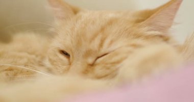 Şirin zencefil kedi menekşe battaniye var yalan. Kabarık pet uyku görüntüleri kapatın. Rahat ev.