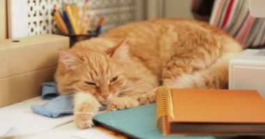 Şirin zencefil kedi ofis malzemeleri ve dikiş makinesi arasında uyuyor. Kabarık evde beslenen hayvan ileti örneğine pinekleme. Rahat ev arka plan.