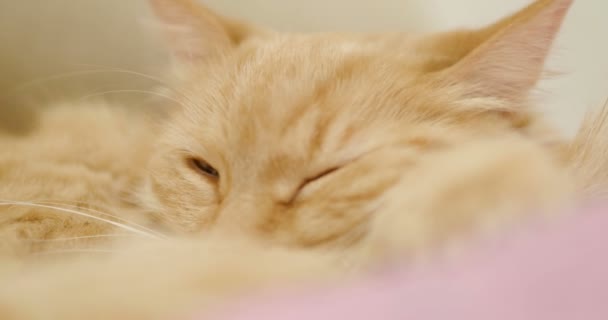 Lindo gato jengibre acostado en una manta violeta. Primer plano de imágenes de dormir mascota esponjosa. Acogedora casa . — Vídeos de Stock