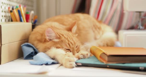 Sød ingefær kat sover blandt kontorartikler og symaskine. Fluffy kæledyr dozing på papirvarer. Hyggelig hjem baggrund . – Stock-video