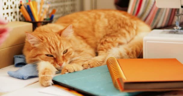 Carino gatto zenzero sta dormendo tra forniture per ufficio e macchina da cucire. Fluffy pet sonnecchiare sulla cancelleria. Accogliente sfondo casa . — Video Stock