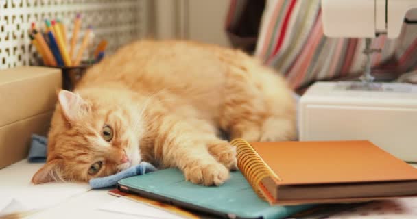 Милый рыжий кот спит среди канцелярских принадлежностей и швейной машинки. Пушистый питомец дремлет на канцелярских принадлежностях. Уютный домашний фон . — стоковое видео
