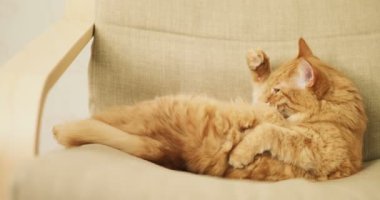 Şirin zencefil kedi bej sandalyenin üstüne yalan. Kabarık pet yalıyor. Rahat ev.