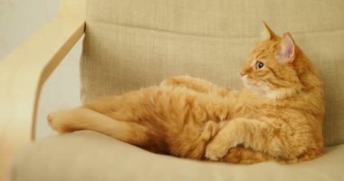 Şirin zencefil kedi bej sandalyenin üstüne yalan. Kabarık pet yalıyor. Rahat ev.