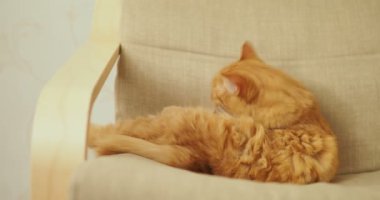 Şirin zencefil kedi bej sandalyenin üstüne yalan. Kabarık pet yalıyor. Rahat ev.