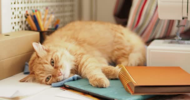 Милый рыжий кот спит среди канцелярских принадлежностей и швейной машинки. Пушистый питомец дремлет на канцелярских принадлежностях. Уютный домашний фон . — стоковое видео