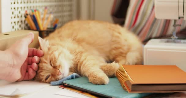 Schattig gember kat slaapt onder office supplies en naaimachine. Pluizig huisdier Dommelen op briefpapier. Gezellig huis achtergrond. — Stockvideo