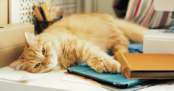 귀여운 생강 고양이 사무 용품 및 봉 제 기계 사이에서 자. 무성 한 애완 동물 편지지에 졸 고입니다. 아늑한 홈 배경. — 비디오