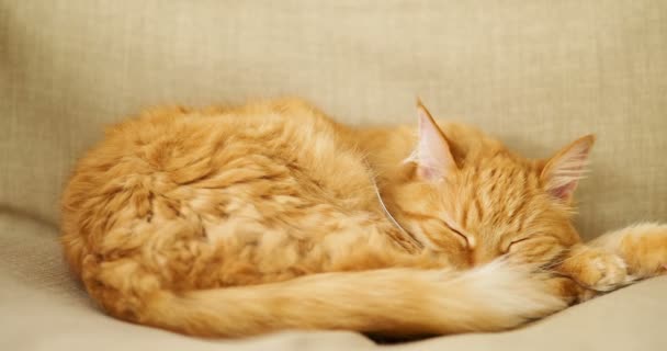 Милий імбирний кіт спить на бежевому стільці. Пухнаста тварина розкладається на дивані. Затишний будинок . — стокове відео