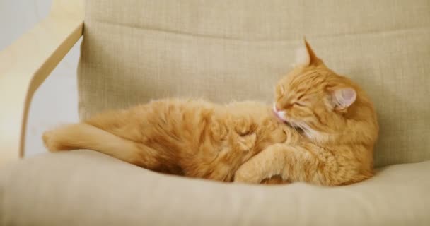 Lindo gato jengibre acostado en una silla beige. La mascota esponjosa está lamiendo. Acogedora casa . — Vídeos de Stock