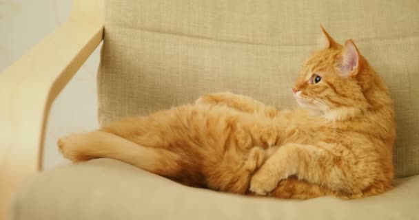 Söt ingefära katt liggande på beige stol. Fluffiga husdjur slicka. Mysiga hem. — Stockvideo