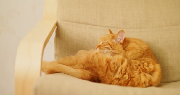 かわいい生姜猫ベージュの椅子に横になっています。ふわふわペットが舐めています。居心地の良い家. — ストック動画