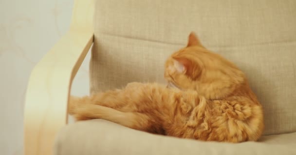 Söt ingefära katt liggande på beige stol. Fluffiga husdjur slicka. Mysiga hem. — Stockvideo