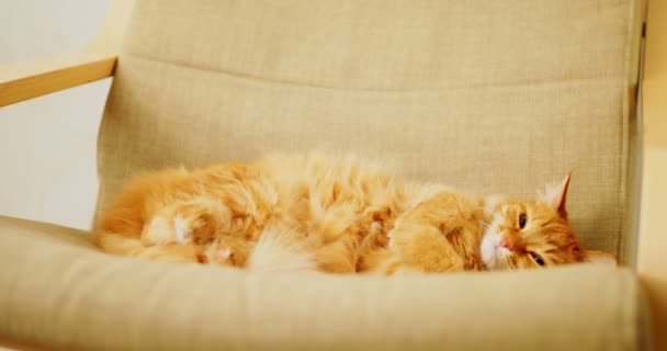 แมวขิงน่ารักนอนบนเก้าอี้สีเบจ สัตว์เลี้ยงปุยโคลนบนโซฟา บ้านที่อบอุ่น . — วีดีโอสต็อก