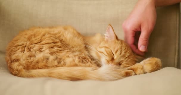 Süße Ingwerkatze schlafend auf beigem Stuhl. flauschiges Haustier dösen, Mann streichelt sein Haustier. Gemütliches Zuhause. — Stockvideo