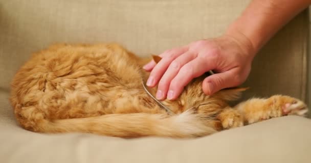 Cute ginger cat sleeping on beige chair. Fluffy pet dozing , man strokes his pet. Cozy home. — Stock Video