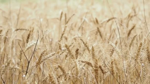 Uši pšenice jsou hustě obsazena šneci. — Stock video