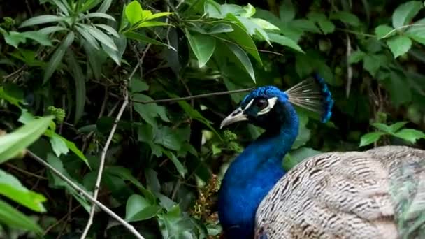 Paon ou paon Pavo cristatus bleu indien  .