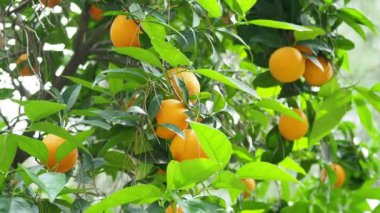 Portakal ağacı yaprakları taze olgunlaşmış meyve ile. Türkiye.