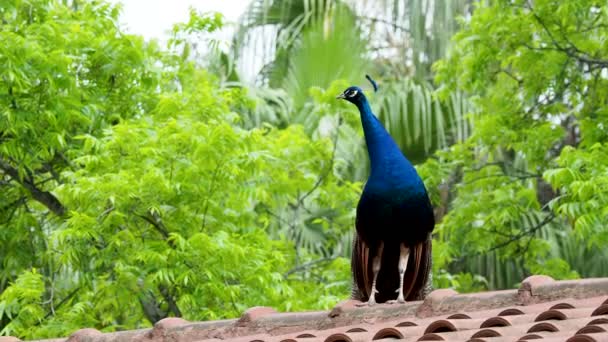 Indisk blå påfågel eller påfågel Pavo cristatus . — Stockvideo