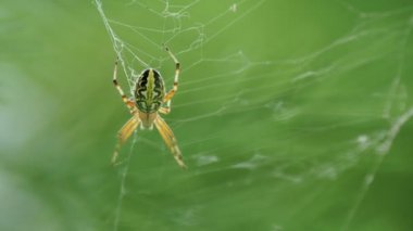 Örümcek onun web üzerinde oturuyor. Kemer, Türkiye.