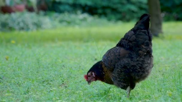 Pollo marrón en busca de comida en césped de hierba verde . — Vídeos de Stock