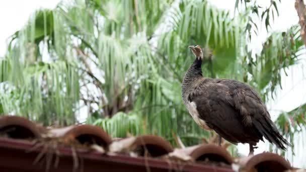 Peafowl azul indiano ou pavão Pavo cristatus  . — Vídeo de Stock