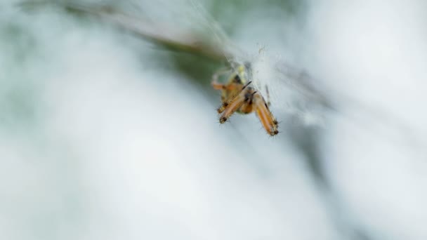 Spin zittend op haar web. Kemer, Turkije. — Stockvideo