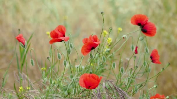 Blooming poppy flower. Natural background with blossoming plant. Turkey. — Stock Video