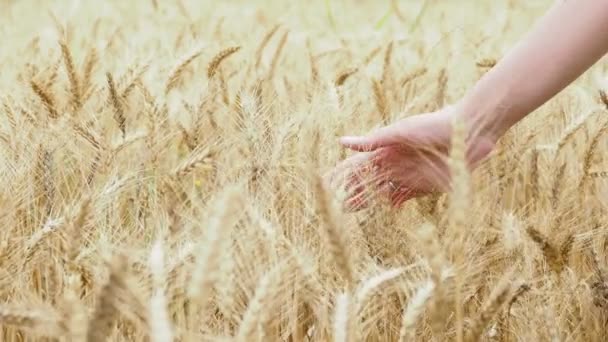 Roggen-Ähren sind dicht von Schnecken besetzt. Frau berührt Pflanzen mit der Hand. — Stockvideo