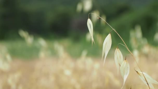 山の麓の燕麦の畑。ケメル、トルコ. — ストック動画