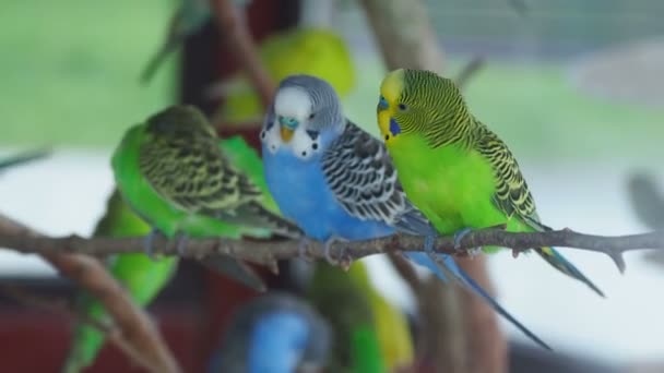 Παπαγάλοι κυματιστές ή Melopsittacus undulatus ή budgie ή parakeet. Απίθανα πράσινα και μπλε πτηνά κάθονται στο υποκατάστημα και τον καθαρισμό φτερά. — Αρχείο Βίντεο
