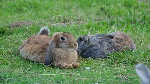 Paar fuffy konijnen liggen op gazon. — Stockvideo
