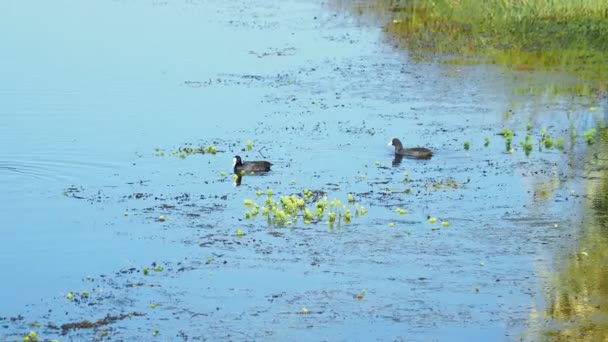 Eurasiatica folaga nuotare nello stagno. Uccello nero in acque blu chiaro. Parco ornitologico naturale di Adler, Russia . — Video Stock