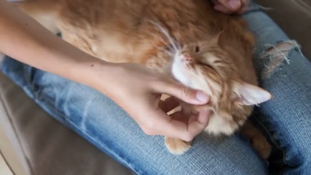 Şirin zencefil kedi diz uyuyor. Kabarık evde beslenen hayvan pinekleme, yırtık kot kadında onu evde beslenen hayvan sıvazlar. Rahat ev. — Stok video