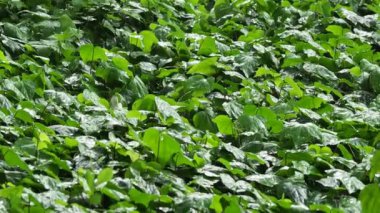 Çiçek yatak yağmur altında bitkileri ile. Yağmur damlaları yeşillik parlayan ıslak. Beyaz ördek sitiing ıslak bitkiler arasında.