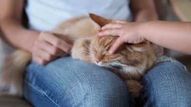 Şirin zencefil kedi diz uyuyor. Kabarık evde beslenen hayvan pinekleme, yırtık kot kadında onu evde beslenen hayvan sıvazlar. Küçük bebek kedi kulakları çok dokunaklı. Rahat ev.