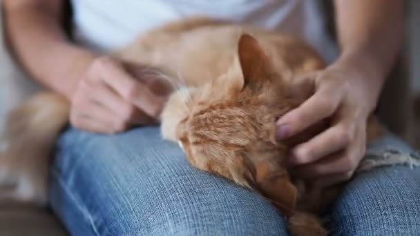 Schattig gember kat slapen op de knieën. Pluizig huisdier Dommelen, vrouw in spijkerbroeken lijnen haar huisdier. Gezellig thuis. — Stockvideo