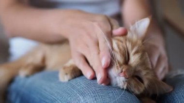 Şirin zencefil kedi diz uyuyor. Kabarık evde beslenen hayvan pinekleme, yırtık kot kadında onu evde beslenen hayvan sıvazlar. Rahat ev.