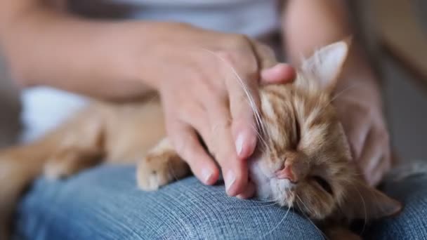 Lindo gato jengibre durmiendo de rodillas. Cojín mullido para mascotas, mujer en jeans rotos acaricia a su mascota. Acogedora casa . — Vídeo de stock