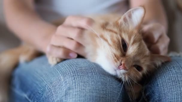 Roztomilý zázvor kočka spící na kolenou. Nadýchané domácí podřimoval, Žena v roztrhané džíny hladí její mazlíček. Útulný domov. — Stock video