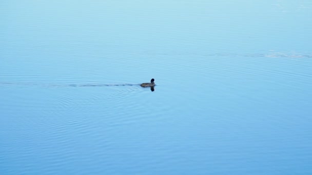 オオバンの池で泳ぐ。透明な青い水の中の黒い鳥。アドラー、ロシアで鳥類の自然公園. — ストック動画