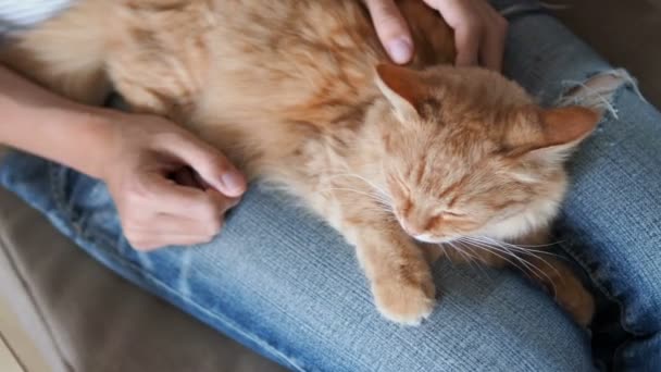 Lindo gato jengibre durmiendo de rodillas. Cojín mullido para mascotas, mujer en jeans rotos acaricia a su mascota. Acogedora casa . — Vídeo de stock